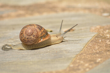 Caracol buscando su sustento