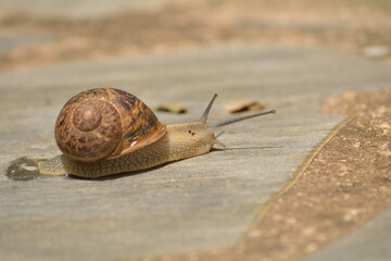 Caracol buscando su sustento