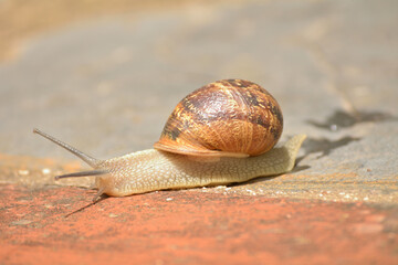 Caracol buscando su sustento