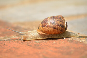 Caracol buscando su sustento