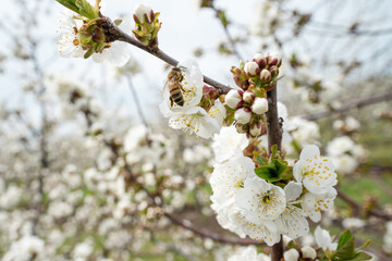 Close up on cherry tree branches in bloom white flowers blossom with bee doing pollination