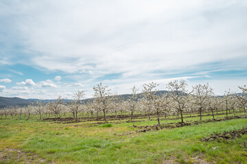 Fototapeta na wymiar Cherry plantation low angle view on row of trees in bloom with white flowers orchard