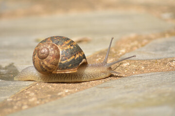 Caracol buscando su sustento