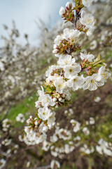 Close up on cherry tree branches in bloom white flowers blossom