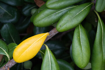 Yellow Leaf