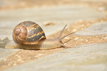 Caracol buscando su sustento