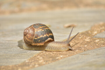 Caracol buscando su sustento