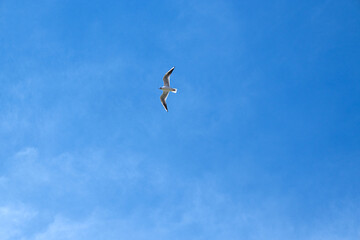 Seagull flying in the blue sky