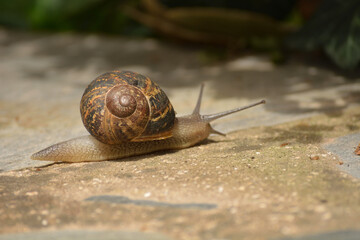 Caracol buscando su sustento