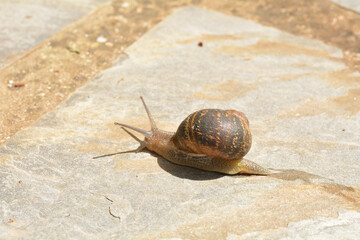 Caracol buscando su sustento