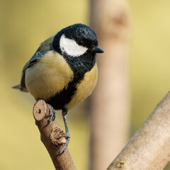 Great tit close-up on a branch on beautiful color background