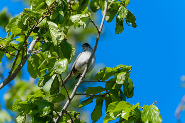 Eurasian blackcap (Sylvia atricapilla) usually known simply as the blackcap on a branch in a tree on blue sky