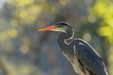 Heron on beautiful bokeh background