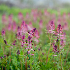 Close up view of the beautiful Fumaria officinalis flower