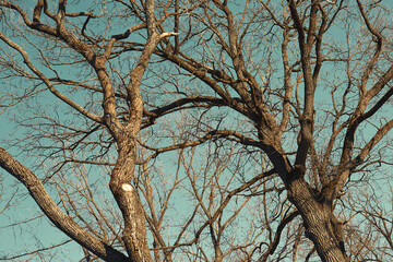 Bare tree branches against a blue sky background close-up