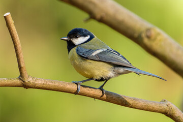 Fototapeta premium Close up of great tit on a branch on a colored background