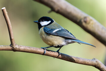 Obraz premium Close up of great tit on a branch on a colored background