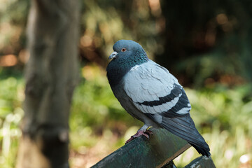 Wonderful pigeon on a bench in the park