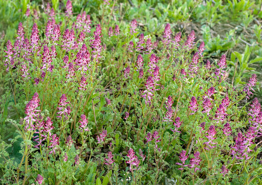 Close up view of the beautiful Fumaria officinalis flower