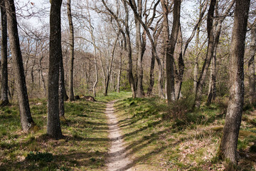 Fototapeta na wymiar Path in the woods