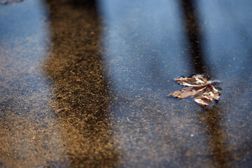 Maple autumn leaf in a puddle. Weather on a rainy day. autumn background. Copy space