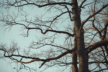 Bare tree branches against a blue sky background close-up