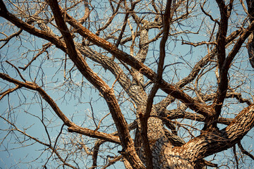 Bare tree branches against a blue sky background close-up