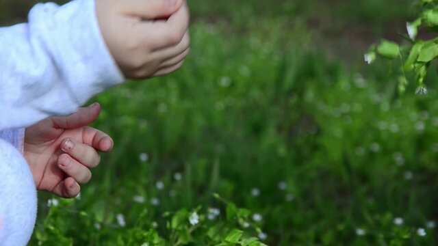 Spring flowers in the hands of mother and daughter. Little daughter gives mother a small bouquet of spring flowers. Flowers in the hands of a child and mother close-up. Children's concept. Motherhood.