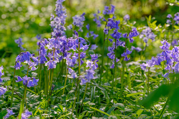 Obraz premium Aconite flower on green background
