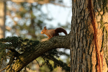 Cute squirrel on a branch in a tree in Lyon - Parc de la Tête d'Or