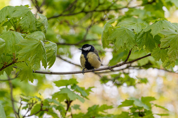 Great tit on a branch