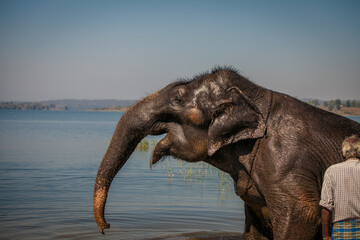 Fototapeta na wymiar Indian Elephant bathing