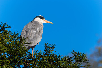Great blue heron on blue sky