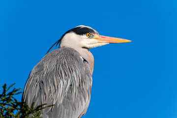 Great blue heron on blue sky