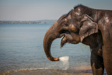 Fototapeta na wymiar Indian Elephant bathing