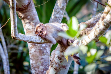 Macaque Monkey