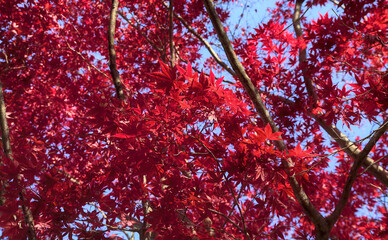 Looking up at the bright red maple leaves of an autumnal canopy under a blue sky