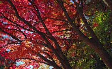 Looking up at a number of shaded branches holding colorful autumnal maple leaves, with the sun barely visible shining through the foliage