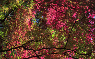 Looking directly up at colorful overlapping layers of canopies of Japanese maple trees on a sunny day in autumn