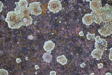 Fototapeta premium stone wall texture background surface backdrop