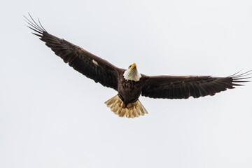 bald eagle in flight
