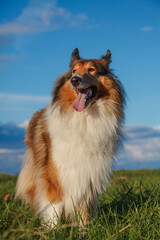 The Rough Collie in the park