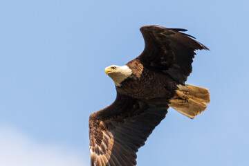 american bald eagle