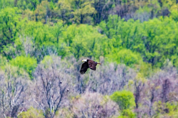 eagle in flight