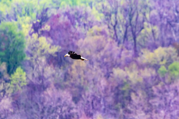 eagle in flight