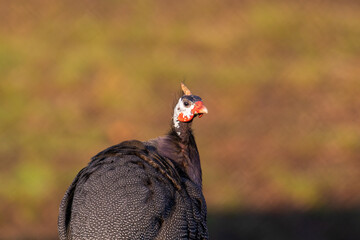 pheasant male in the wild