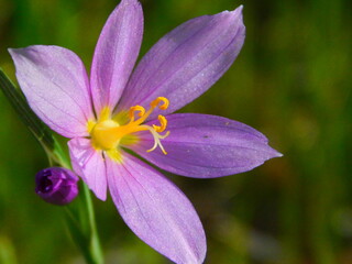 Fototapeta premium close up of a purple flower