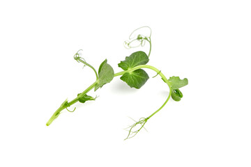 Microgreens pea isolated on white. Fresh micro greens pea sprouts