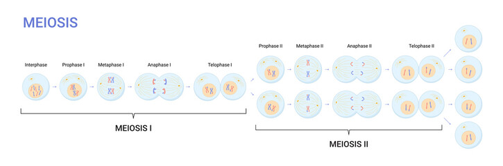 Vector illustration of Meiosis phases. Cell division - obrazy, fototapety, plakaty