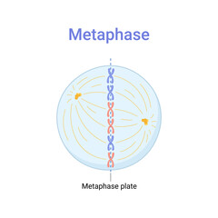 Vector illustration of Mitosis phase. Metaphase